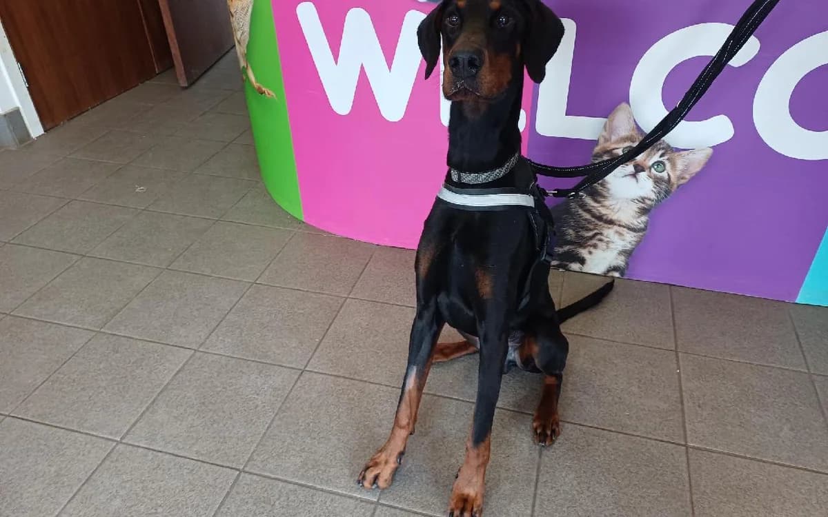 Zeus, male 4yo Doberman for adoption at SSPCA, Edinburgh