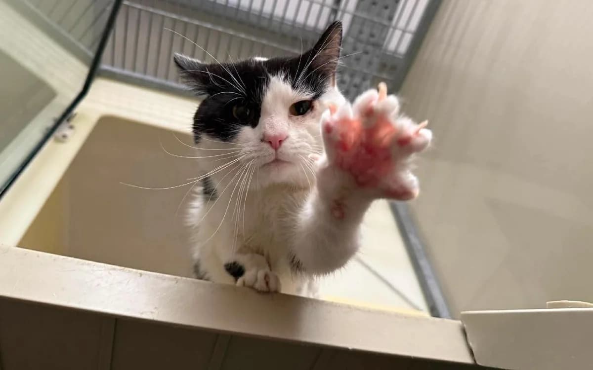 Kenny, male senior Mixed Breed Cat for adoption at SSPCA, Edinburgh