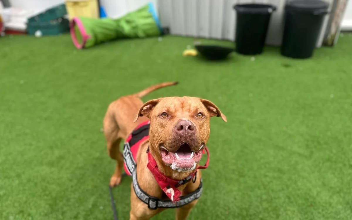 Diablo, male young Mastiff for adoption at SSPCA, Edinburgh