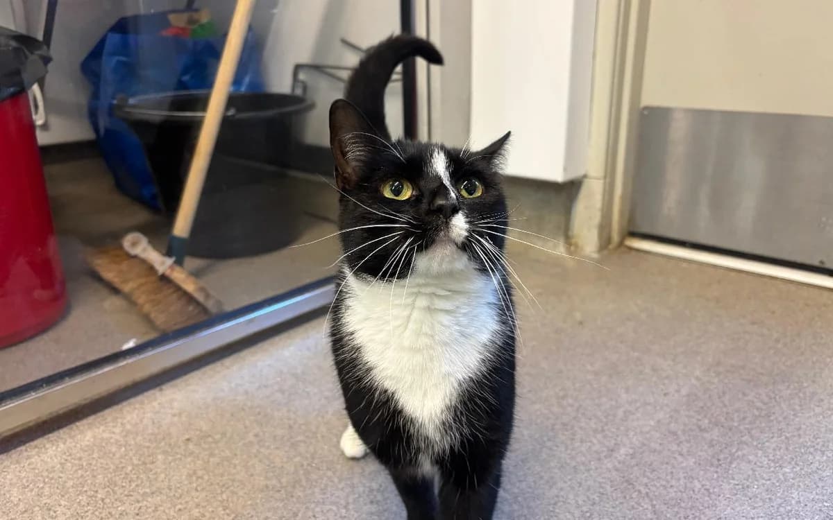 Ella and Patsy, female 3yo Mixed Breed Cat for adoption at SSPCA, Edinburgh