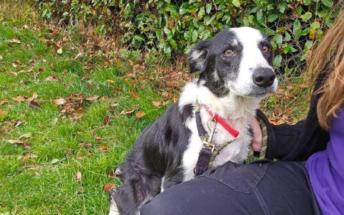Lassie, female 6yo Border Collie for adoption at SSPCA, Edinburgh