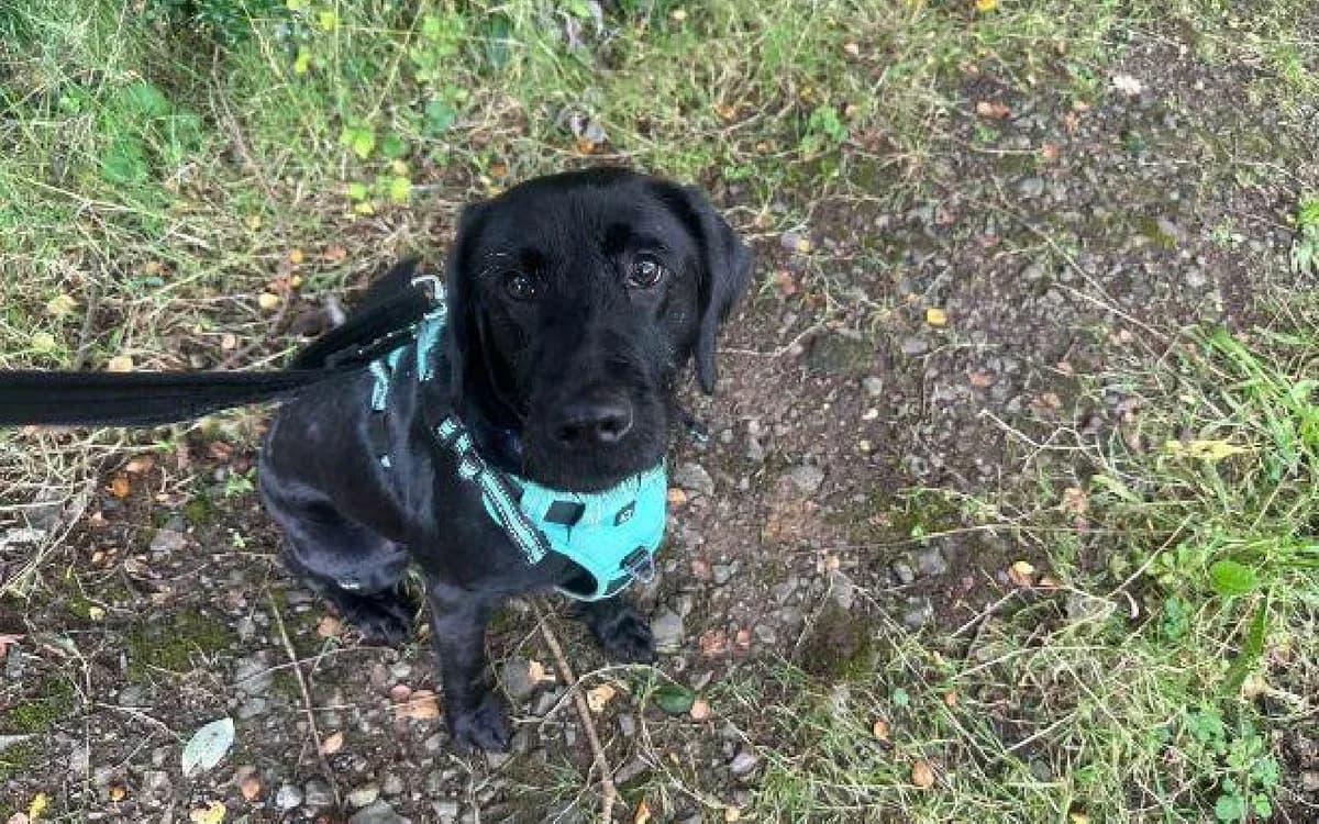 Raven, female 3yo Mixed Breed for adoption at SSPCA, Edinburgh