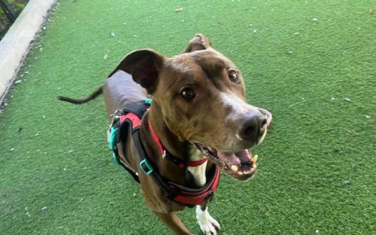 Roxy, female senior Mixed Breed for adoption at SSPCA, Edinburgh