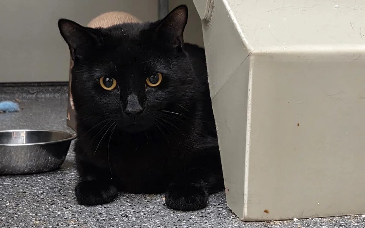 Sid, male 4yo Mixed Breed Cat for adoption at SSPCA, Edinburgh