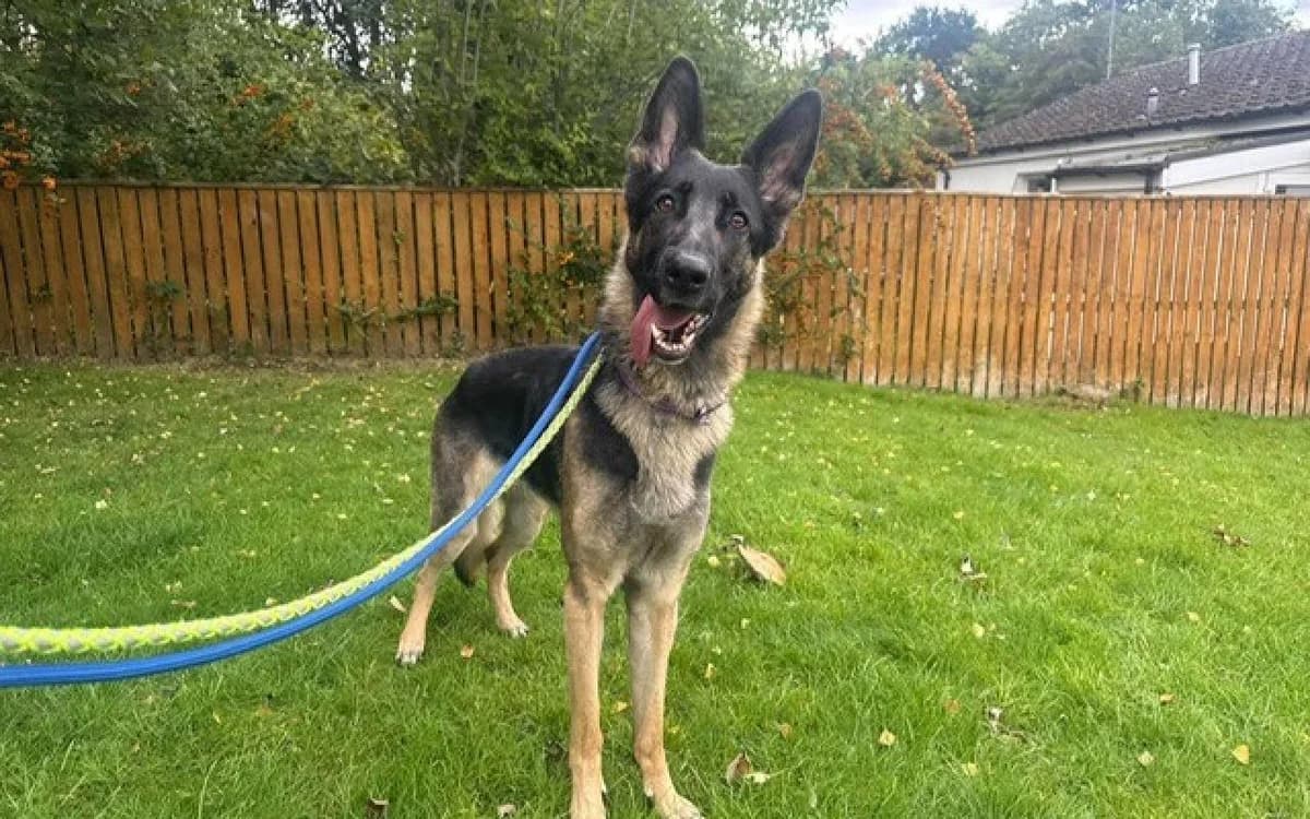 Maya, female young German Shepherd for adoption at SSPCA, Edinburgh