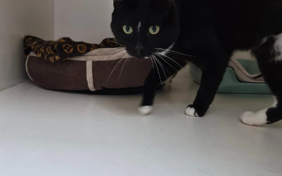 Magpie, male 3yo Mixed Breed Cat for adoption at SSPCA, Edinburgh
