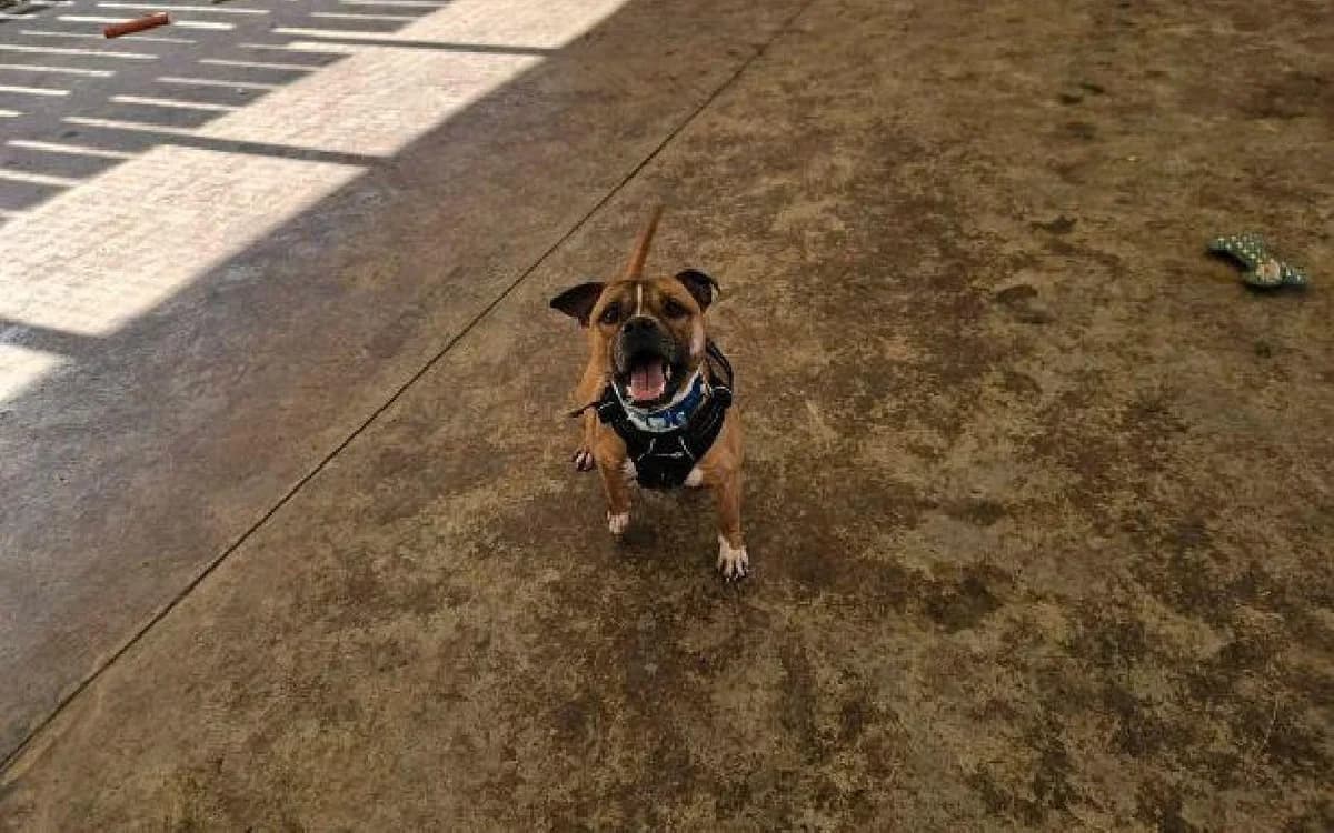Buster, male 5yo Staffordshire Bull Terrier for adoption at SSPCA, Edinburgh