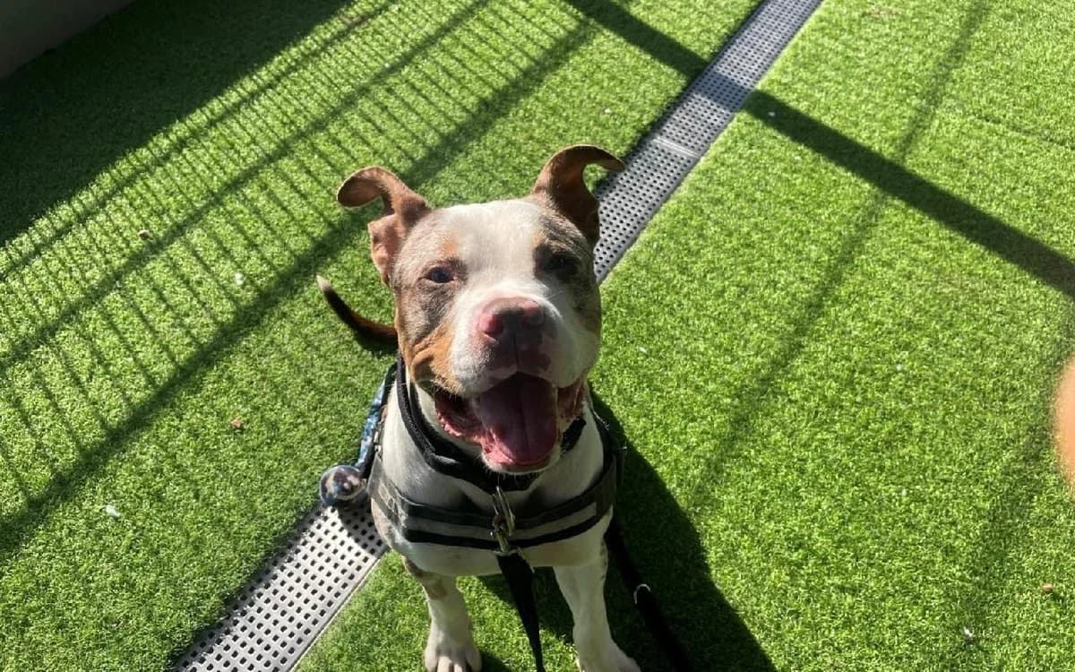 Harley, male young Mixed Breed for adoption at SSPCA, Edinburgh