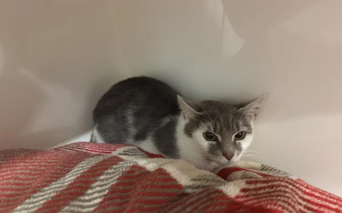 Aqua, female young Mixed Breed Cat for adoption at SSPCA, Edinburgh