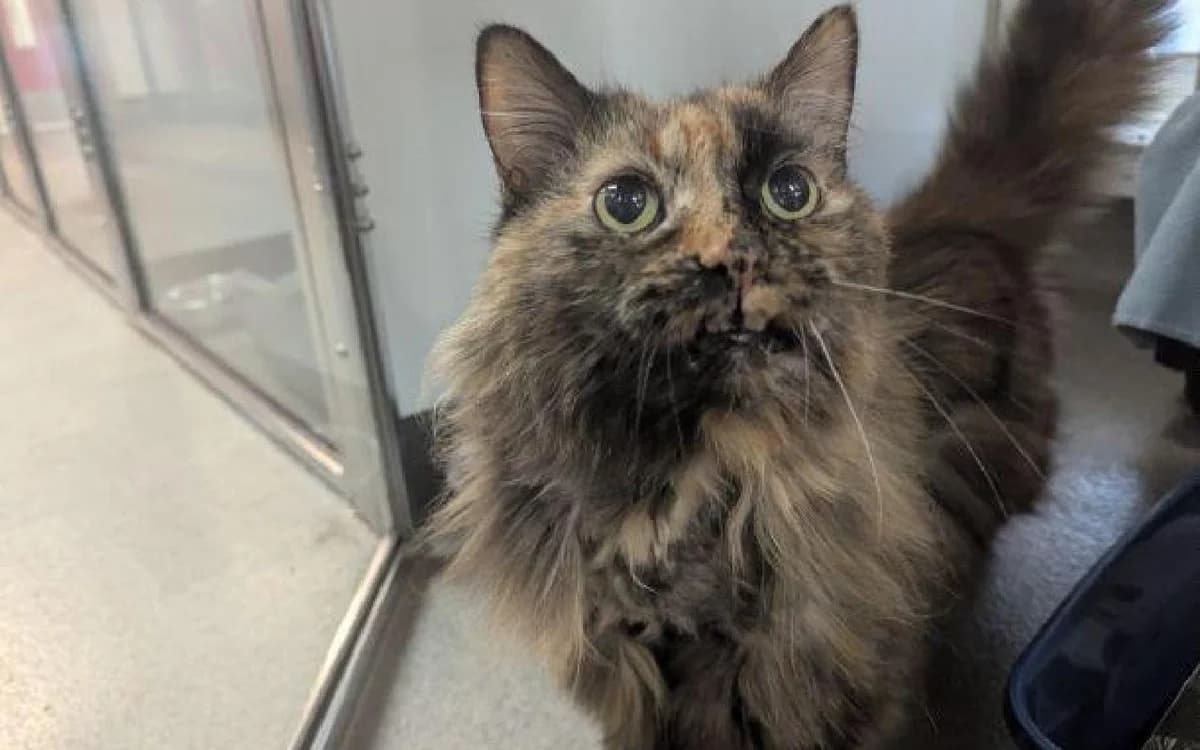 Mindy, female senior Mixed Breed Cat for adoption at SSPCA, Edinburgh