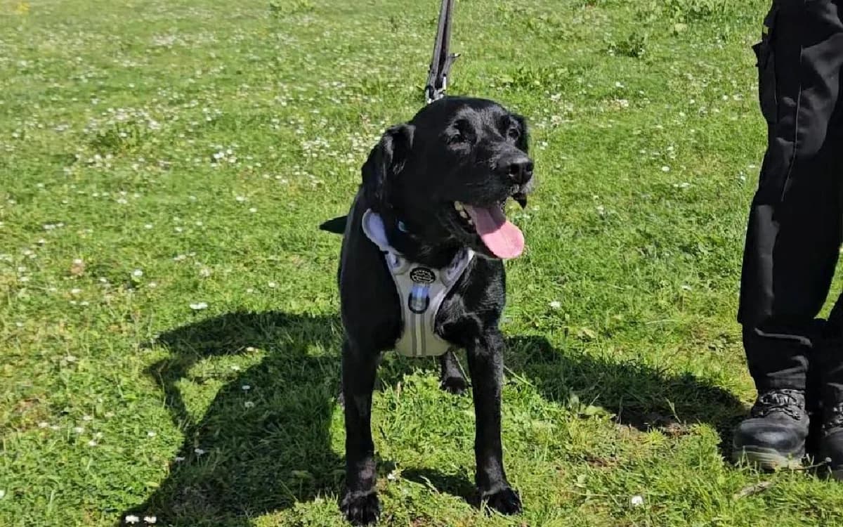 Baillie, male 5yo Labrador Retriever for adoption at SSPCA, Edinburgh