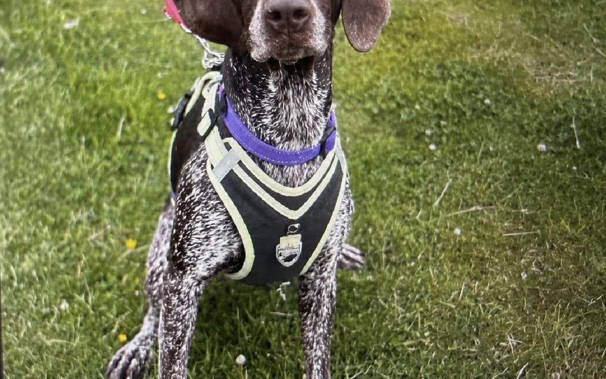 Fern, female senior Pointer for adoption at SSPCA, Edinburgh