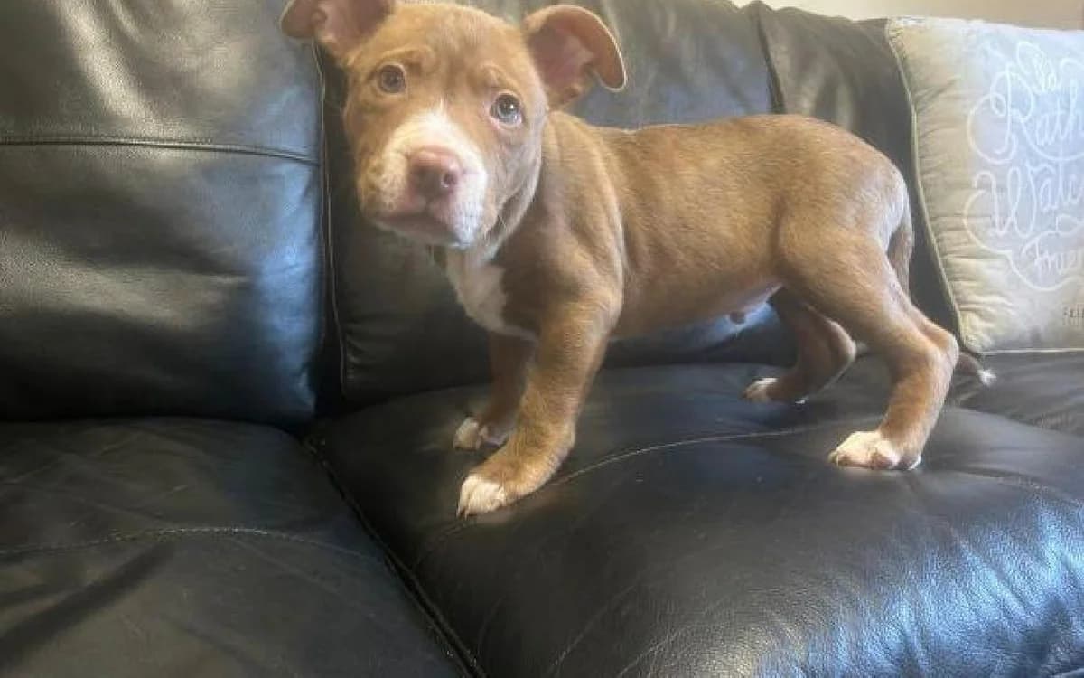 Tizer, male puppy Mixed Breed for adoption at SSPCA, Edinburgh