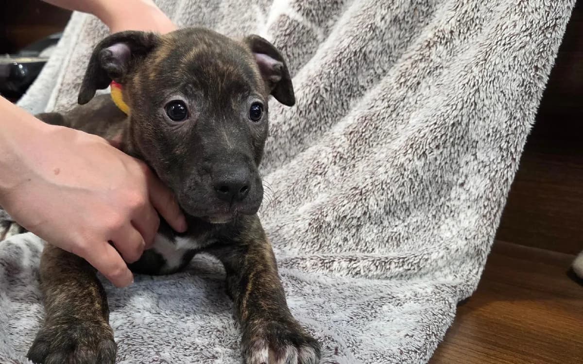Rizzo, female puppy Lurcher for adoption at SSPCA, Edinburgh