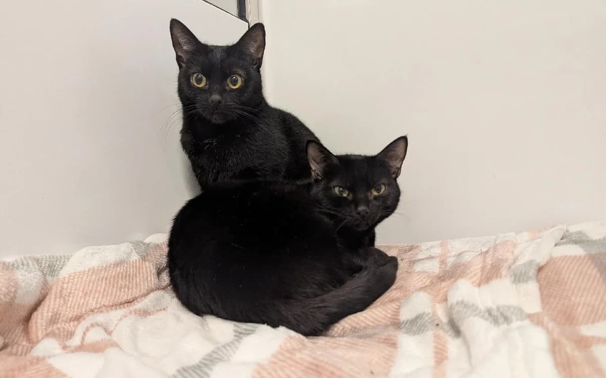 Valentinha & Cupida, female young Mixed Breed Cat for adoption at SSPCA, Edinburgh