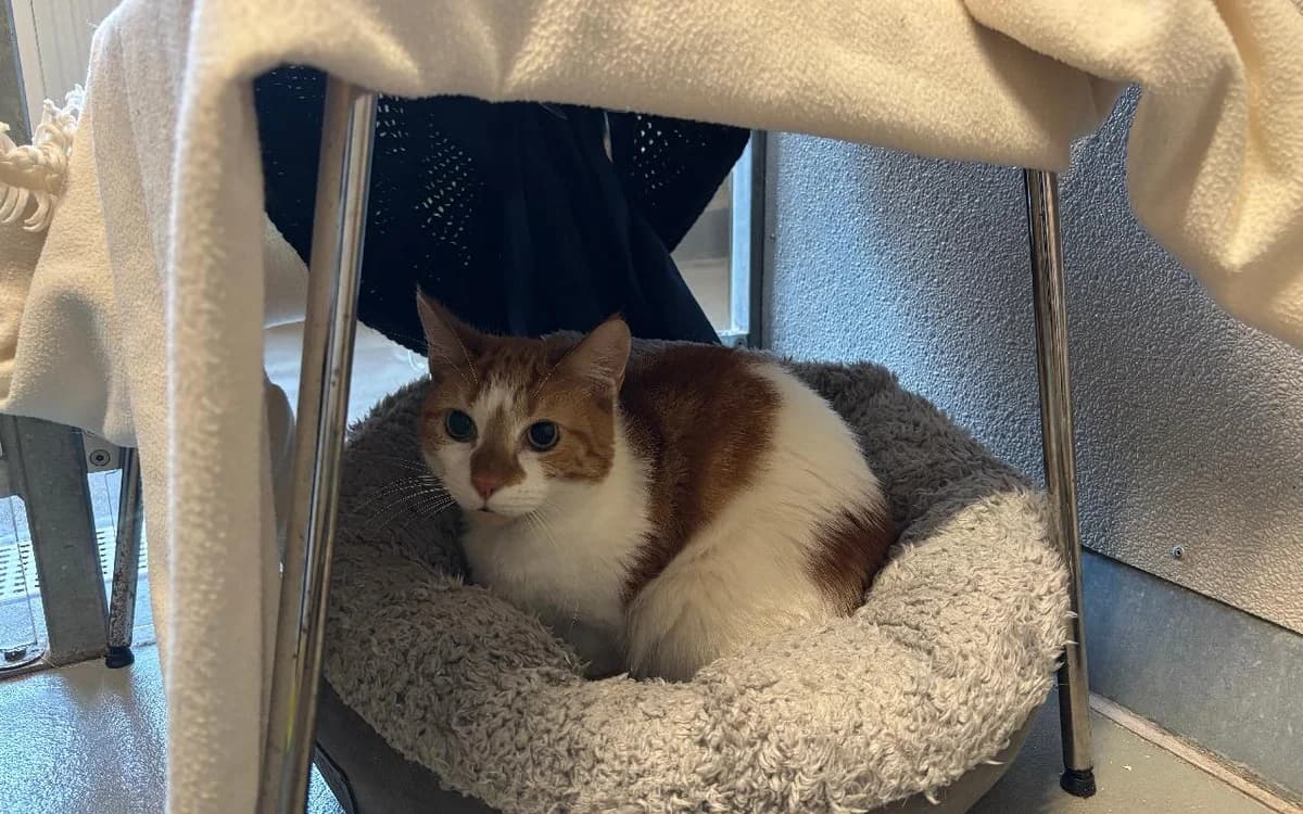 Shylo, male senior Mixed Breed Cat for adoption at SSPCA, Edinburgh