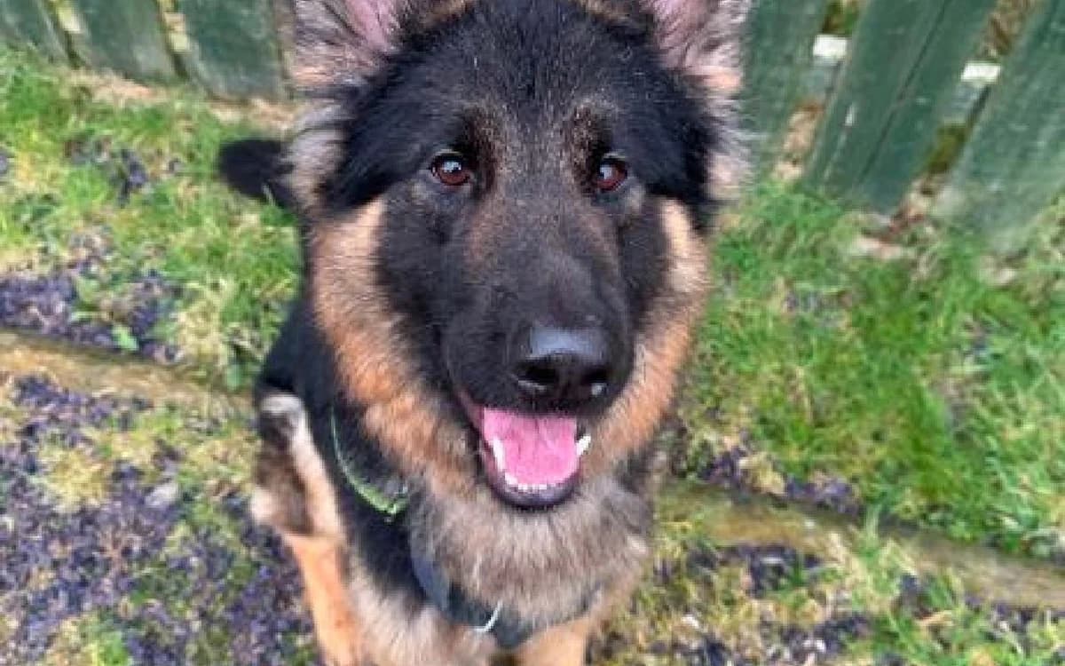 Fido, male 3yo German Shepherd for adoption at SSPCA, Edinburgh
