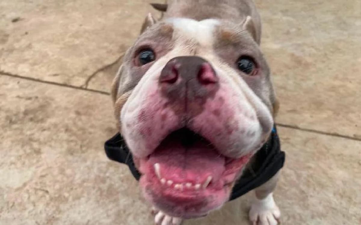 Star, female mixed breed for adoption at SSPCA, Edinburgh
