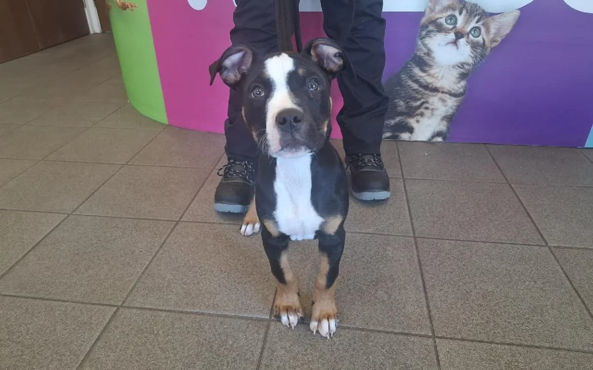 Reggie, male English Bulldog for adoption at SSPCA, Edinburgh