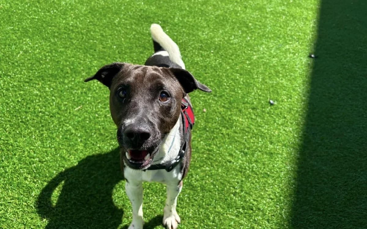 Oreo, male young Mixed Breed for adoption at SSPCA, Edinburgh