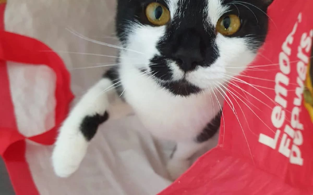 Tairn, female young Mixed Breed Cat for adoption at SSPCA, Edinburgh