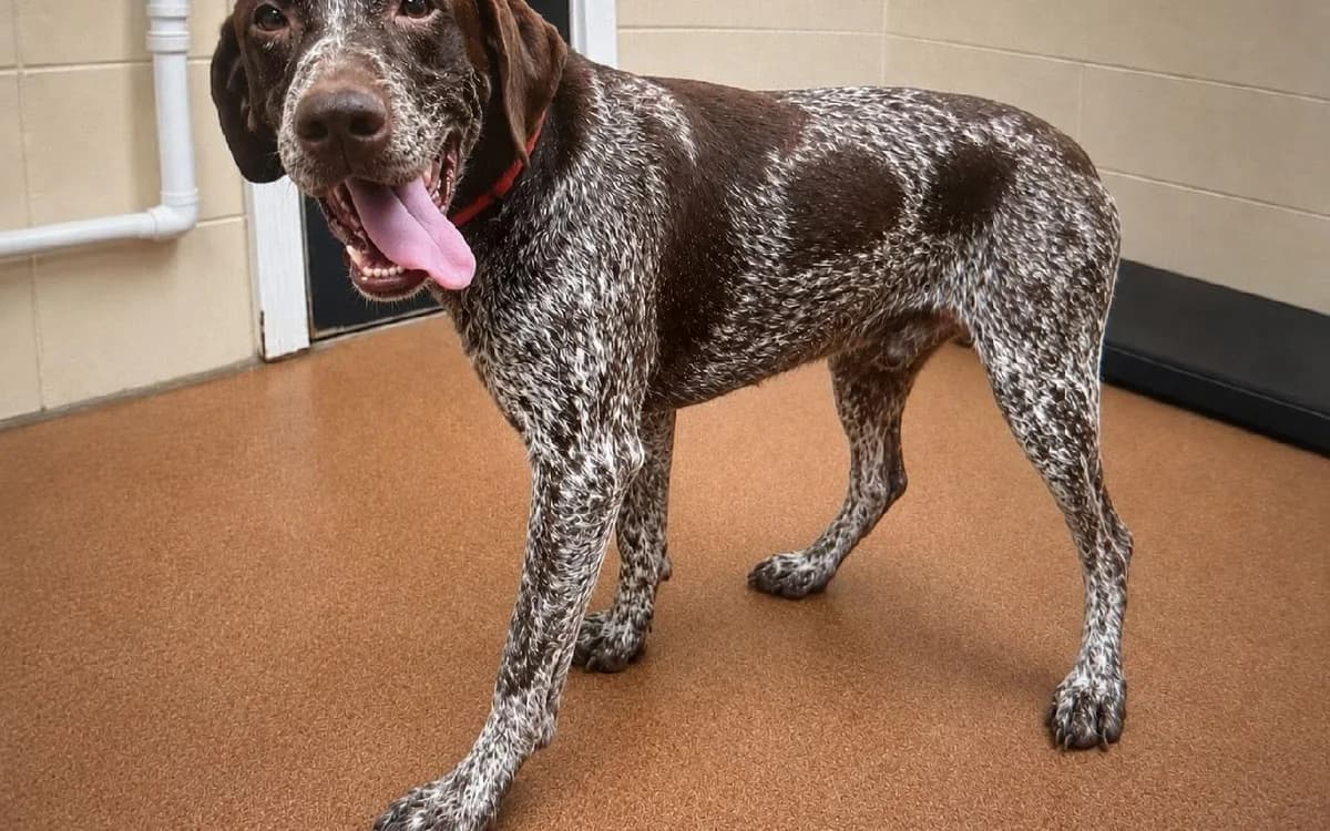 Wilfred, male 6yo Pointer for adoption at SSPCA, Edinburgh