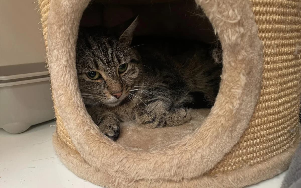 Tilly, female young Mixed Breed Cat for adoption at SSPCA, Edinburgh