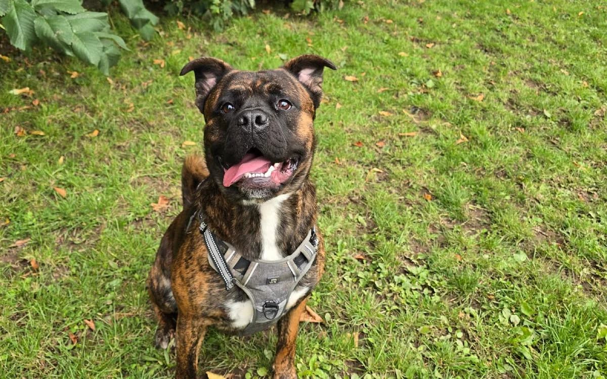 Kovu, male young mixed breed for adoption at SSPCA, Edinburgh