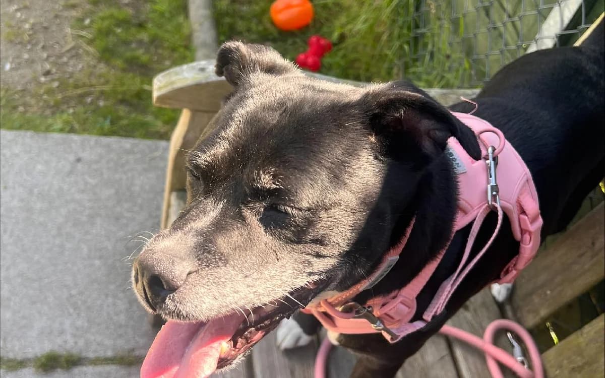 Lola, female senior Staffordshire Bull Terrier for adoption at SSPCA, Edinburgh