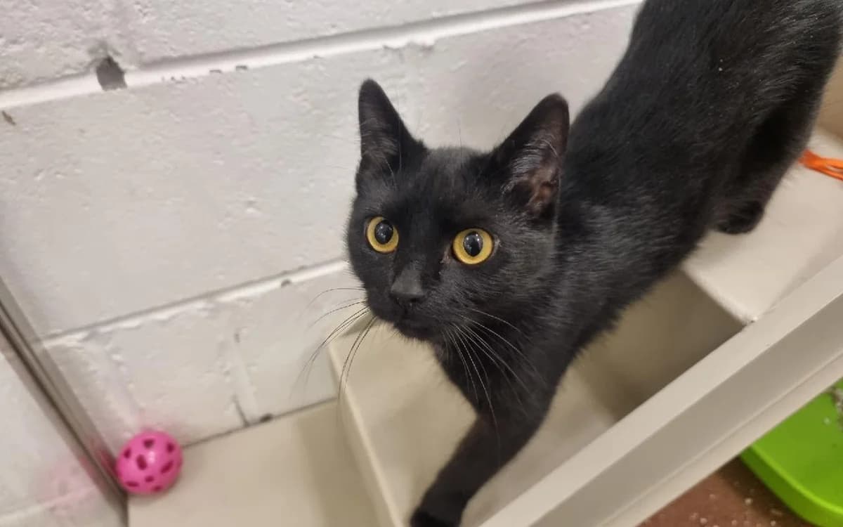 Polly, female 3yo Mixed Breed Cat for adoption at SSPCA, Edinburgh
