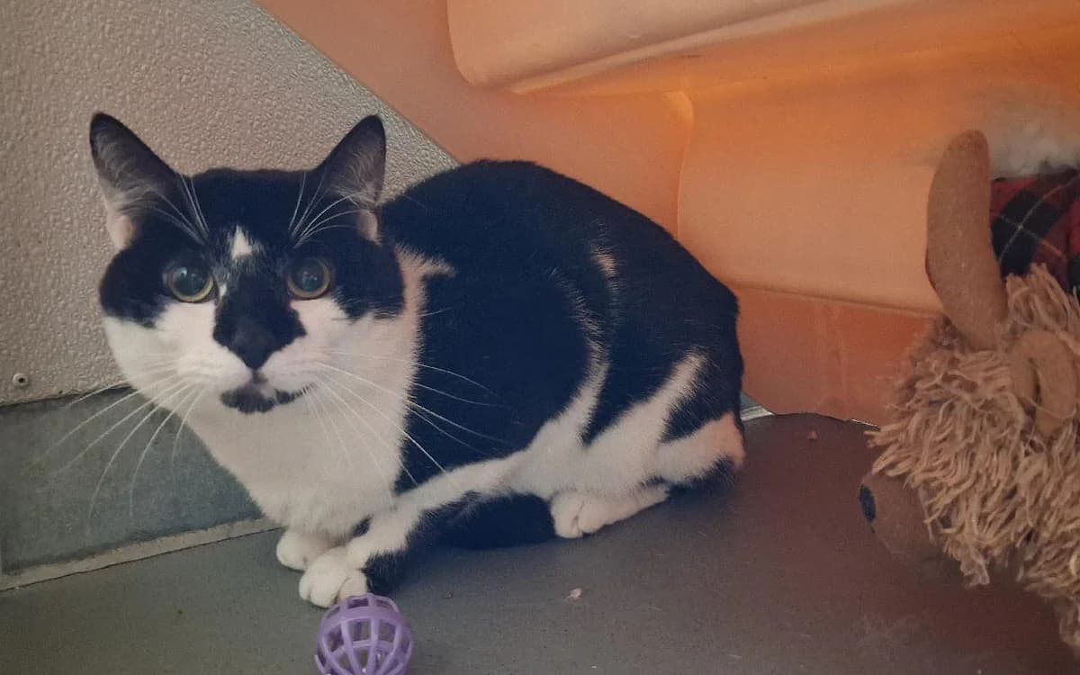 Rick & Daryl, male 5yo Mixed Breed Cat for adoption at SSPCA, Edinburgh