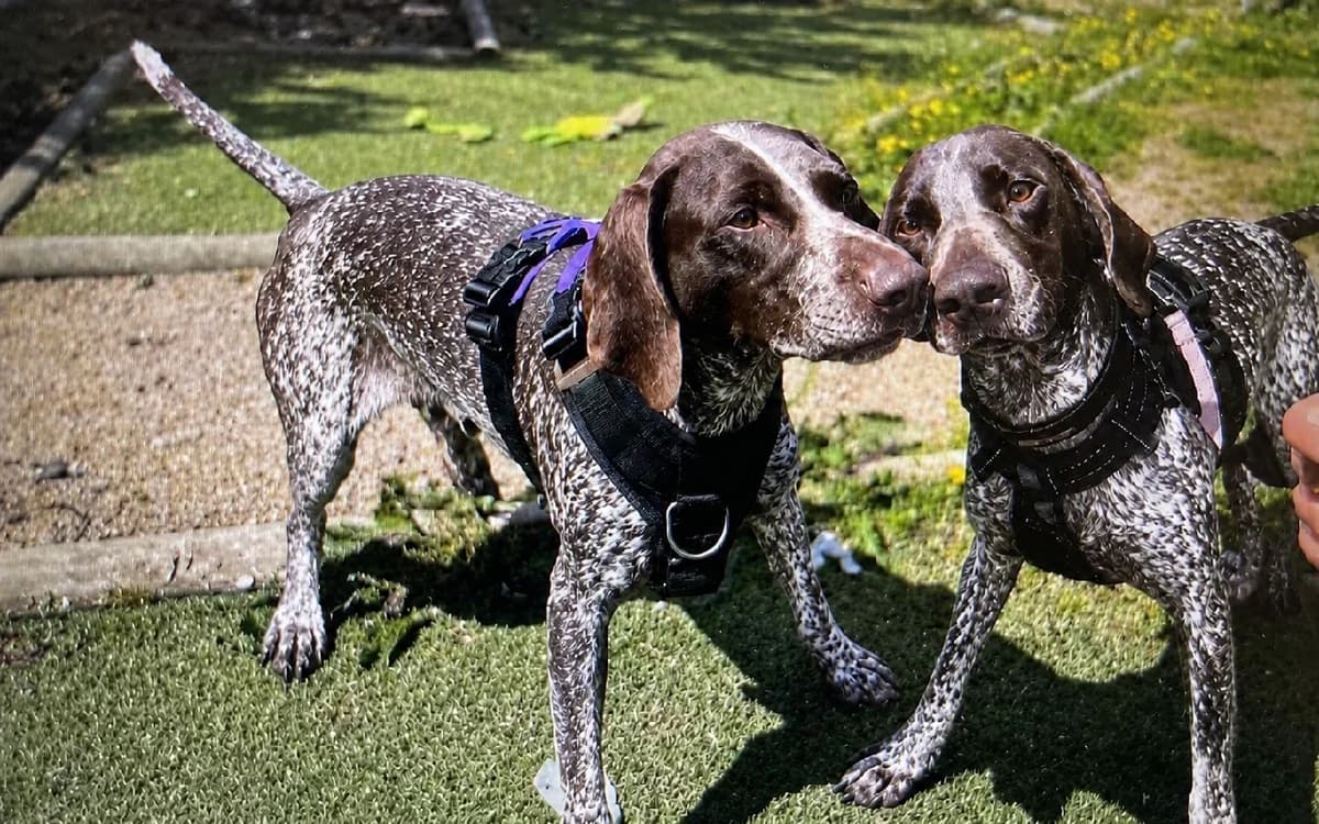 Meredith and Harriet, female 3yo Pointer for adoption at SSPCA, Edinburgh