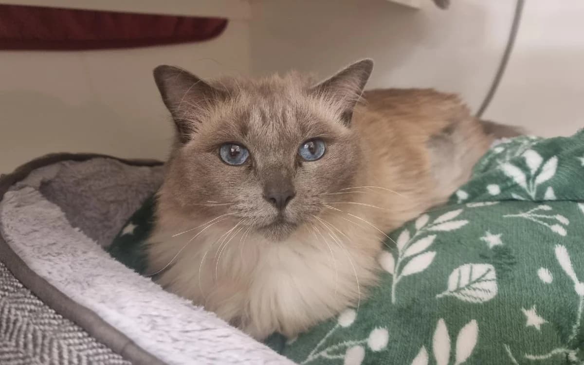Kate, female young Ragdoll for adoption at SSPCA, Edinburgh