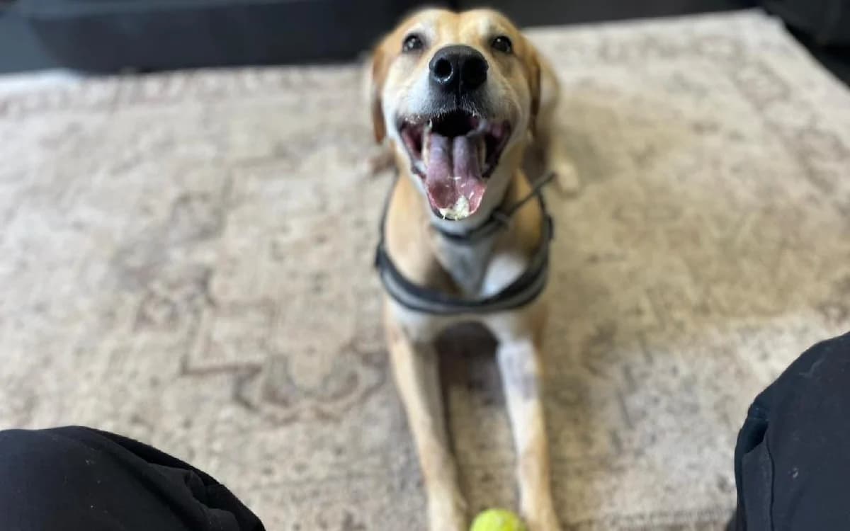 Jax, male 5yo Mixed Breed for adoption at SSPCA, Edinburgh