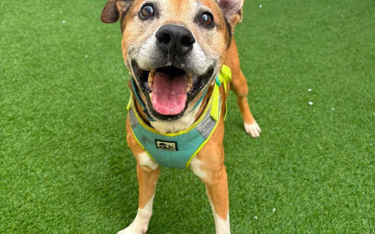 Dash, male senior Mixed Breed for adoption at SSPCA, Edinburgh