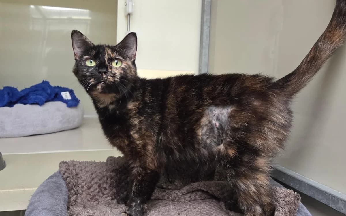 Kelly, female senior Mixed Breed Cat for adoption at SSPCA, Edinburgh