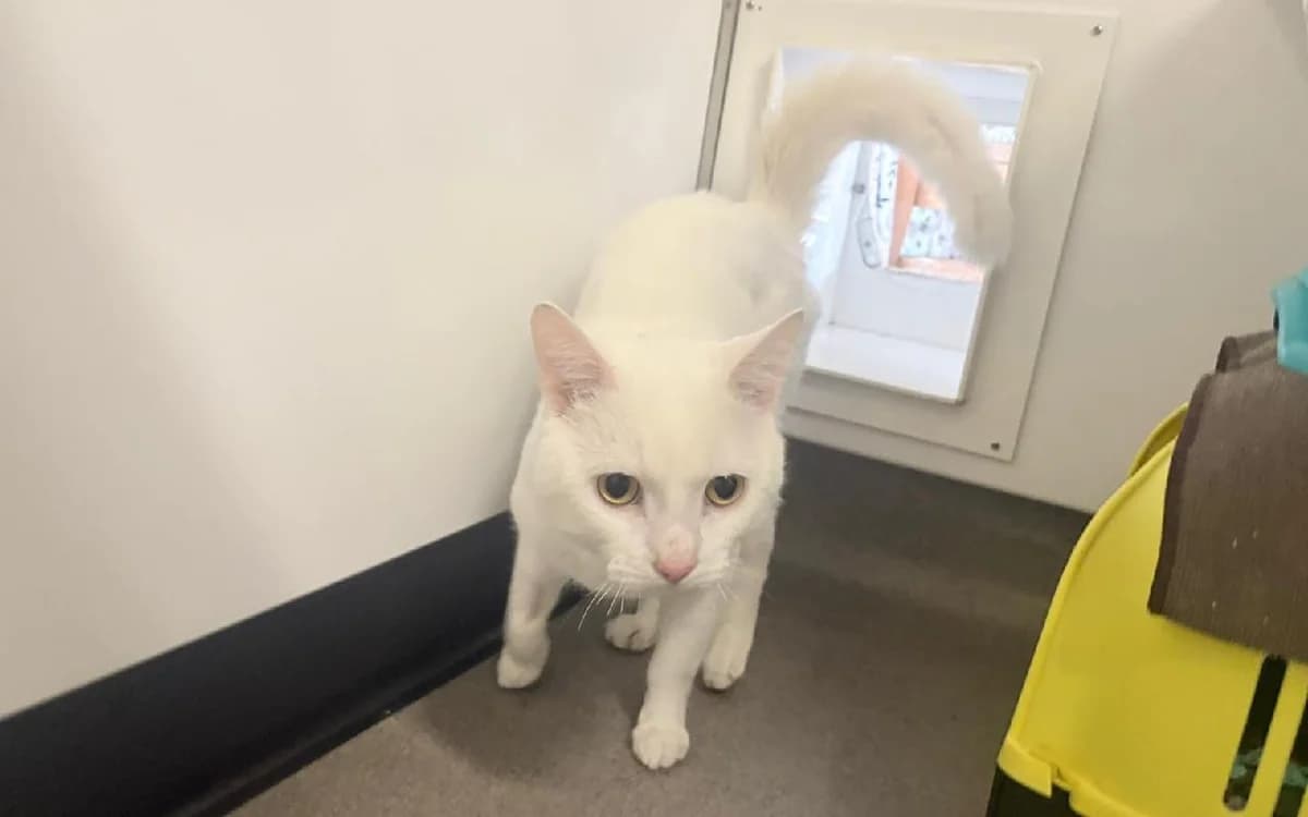 Thomas, male young Mixed Breed Cat for adoption at SSPCA, Edinburgh