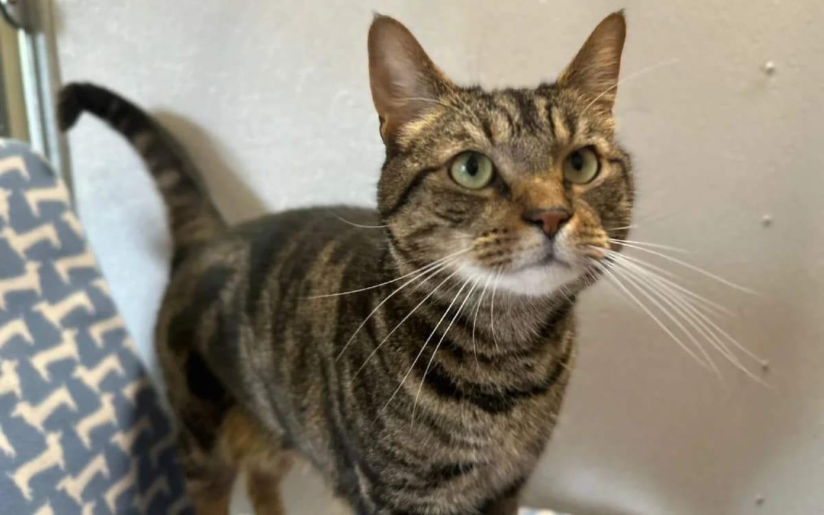 Matilda and Miyagi, female young Mixed Breed Cat for adoption at SSPCA, Edinburgh