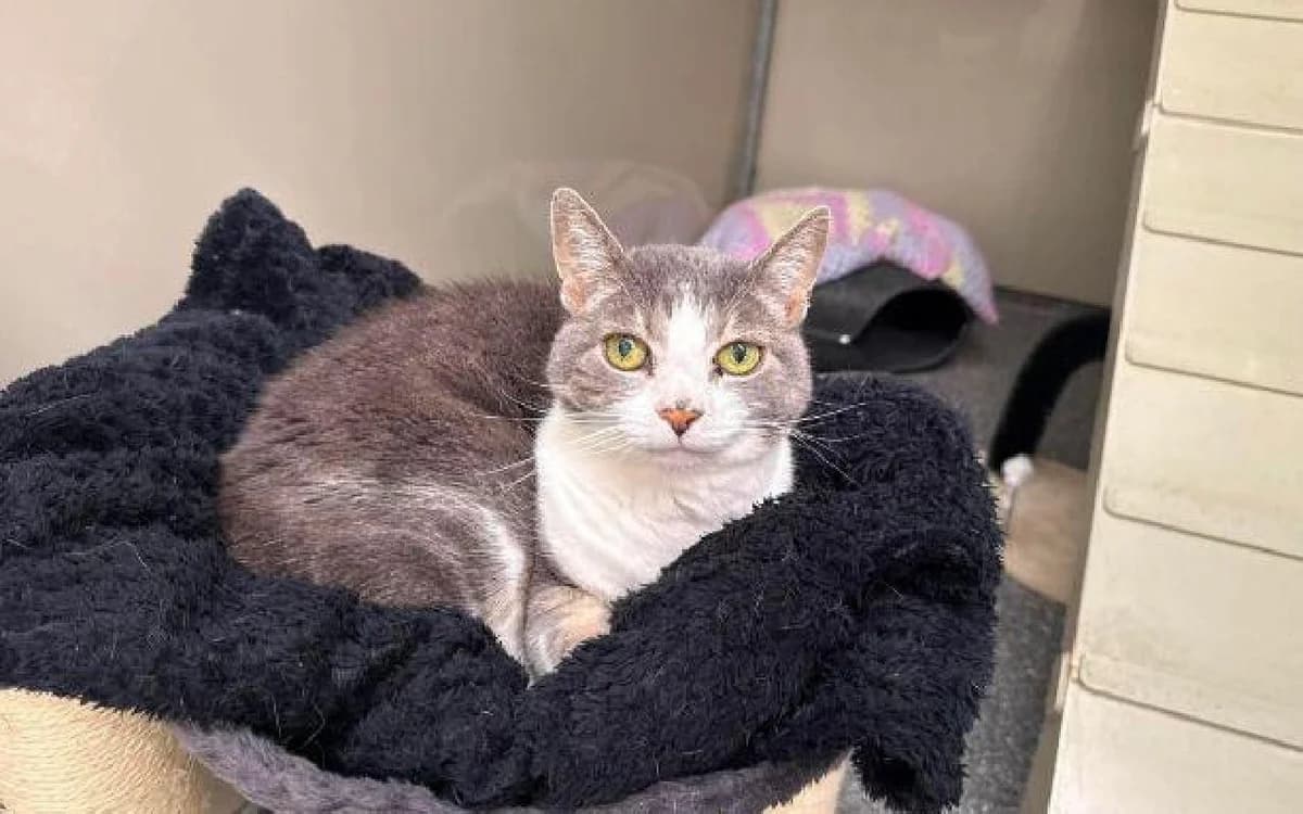 Millie, female senior Mixed Breed Cat for adoption at SSPCA, Edinburgh