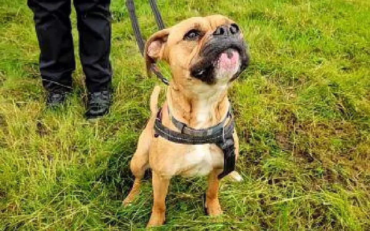 Chica, female 3yo Mixed Breed for adoption at SSPCA, Edinburgh