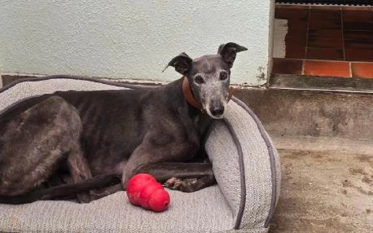 Wilma, female senior Greyhound for adoption at SSPCA, Edinburgh