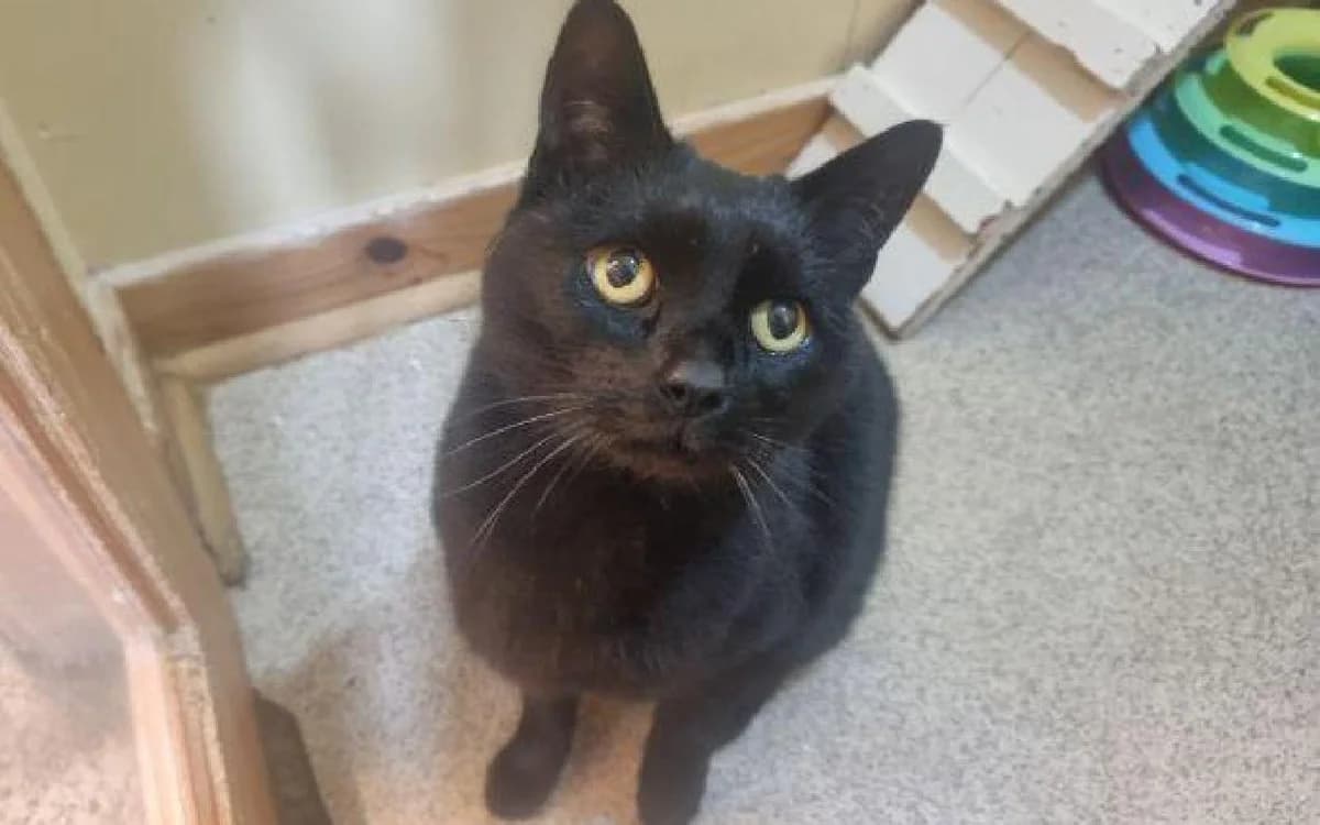 Phoenix, male senior Mixed Breed Cat for adoption at SSPCA, Edinburgh