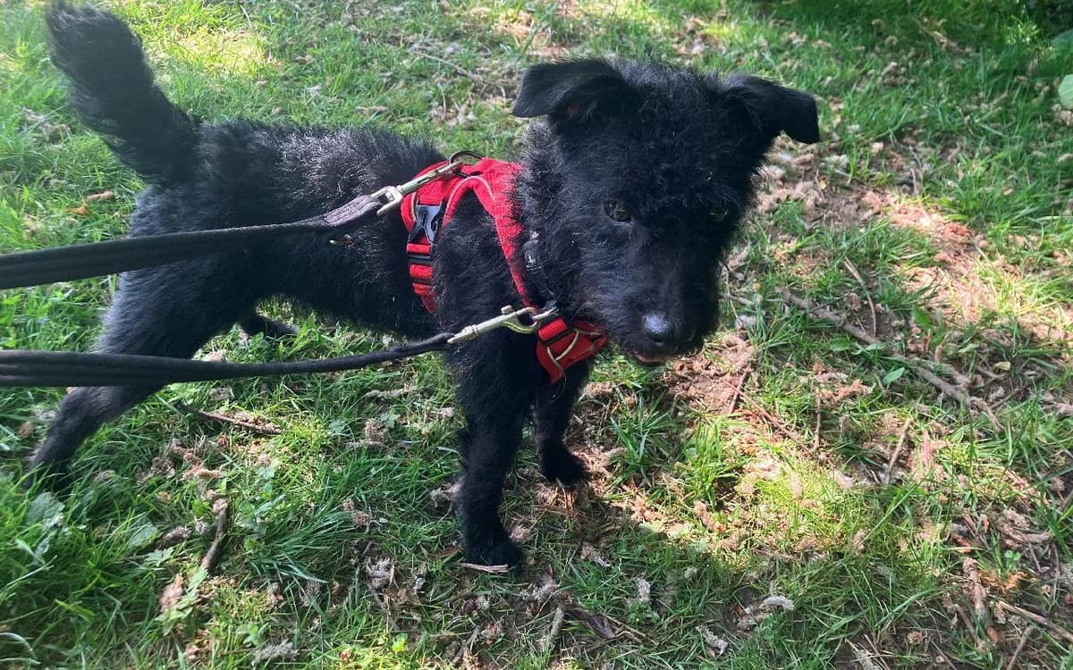 Darcy, female young Patterdale Terrier for adoption at SSPCA, Edinburgh
