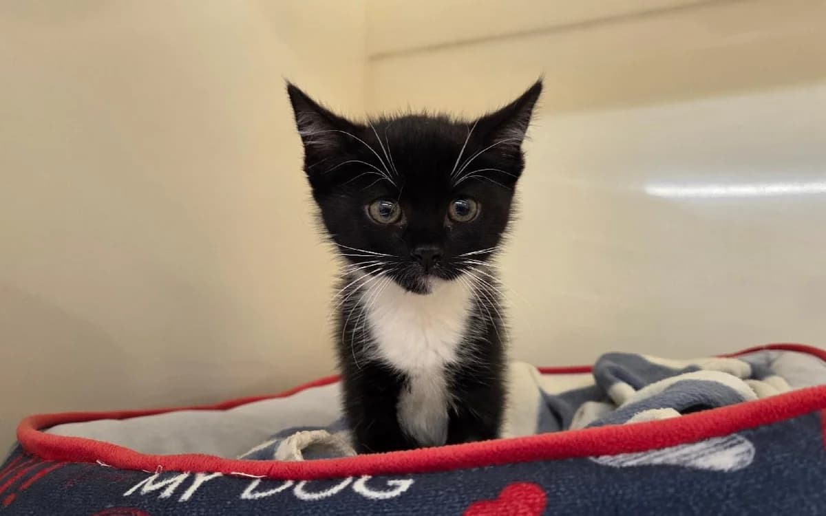 Rae, female puppy Mixed Breed Cat for adoption at SSPCA, Edinburgh