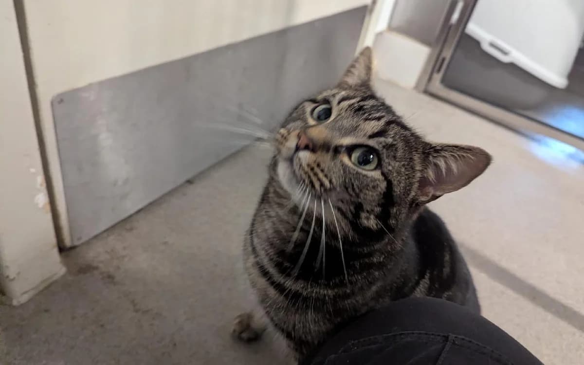 Rhino, male Mixed Breed Cat for adoption at SSPCA, Edinburgh