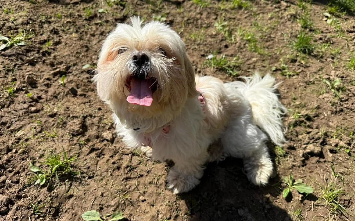 Star, female Shih Tzu for adoption at SSPCA, Edinburgh