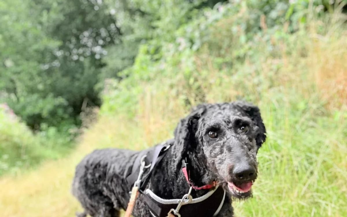 Sally, female 5yo Labradoodle for adoption at SSPCA, Edinburgh