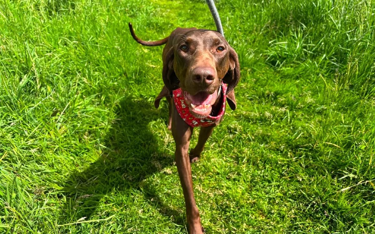 Angela, female young Pointer for adoption at SSPCA, Edinburgh