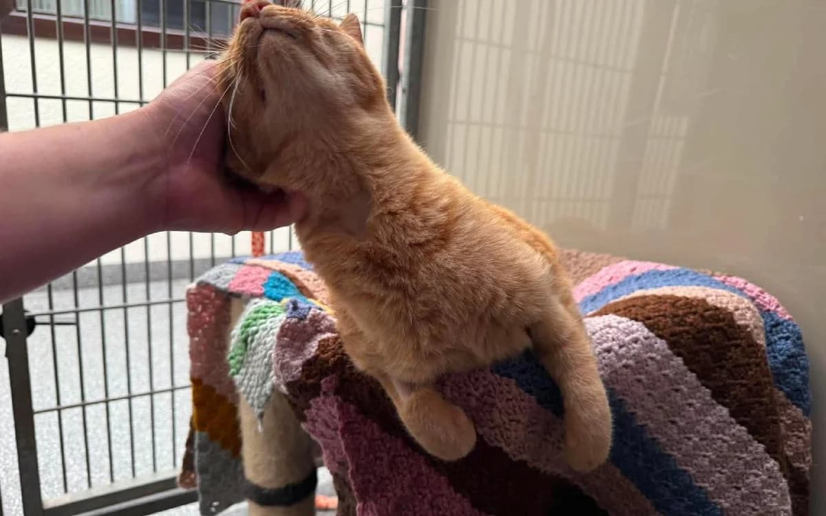 Cat, female 5yo Mixed Breed Cat for adoption at SSPCA, Edinburgh