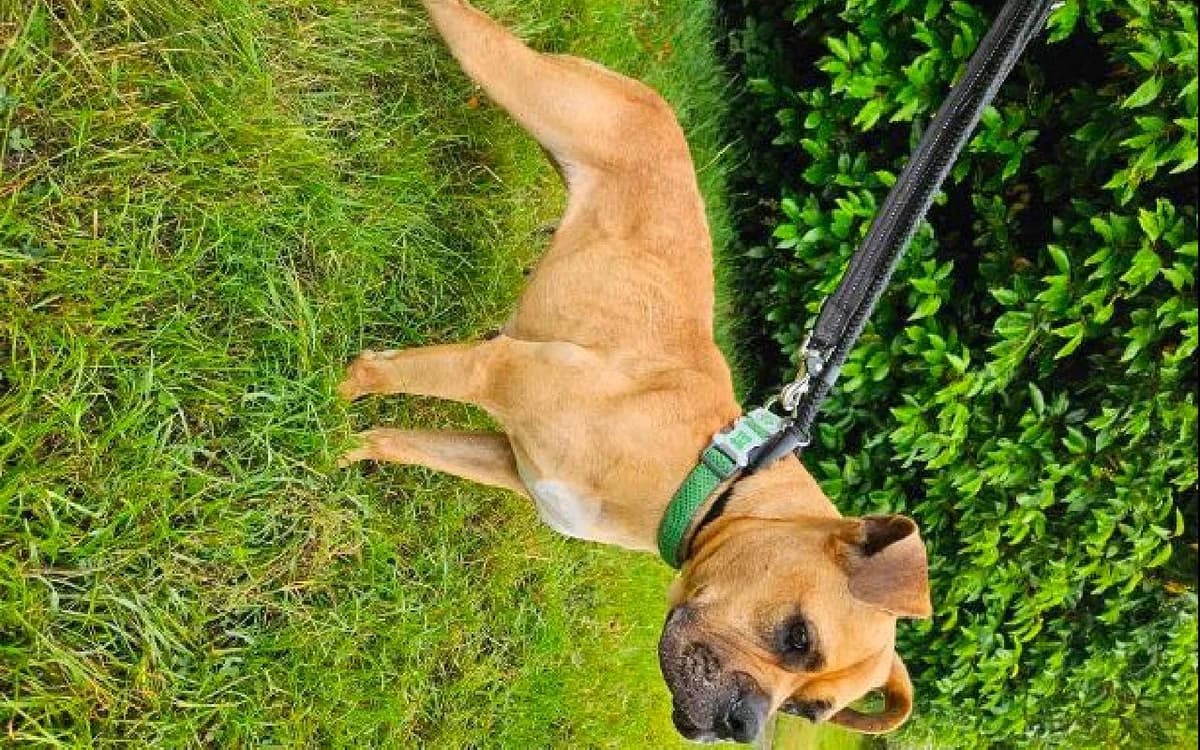 Gigi, female 7yo mixed breed for adoption at SSPCA, Edinburgh